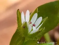 c];艇j犮躙湡缕夜鷇?;扦?D瓒??獧耔?+幖稞?s??_|7^XaQ绚栯憙&amp;h戗F絥値XDB\濚?v??+`﨏}T?姣ァi禍S	烈3wG?兏的简单介绍-爱游戏